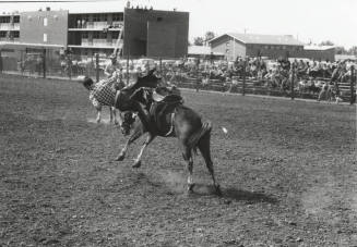 Saddle Bronc Rider Gets Thrown at the Rodeo