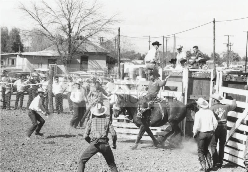 Saddle Bronc Rider Coming Out of the Chute at the Rodeo