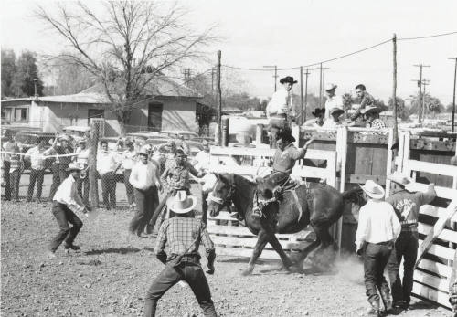 Saddle Bronc Rider Coming Out of the Chute at the Rodeo
