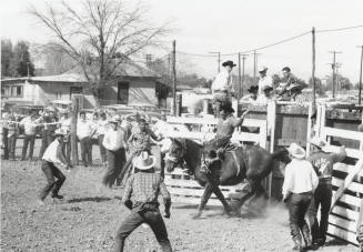 Saddle Bronc Rider Coming Out of the Chute at the Rodeo
