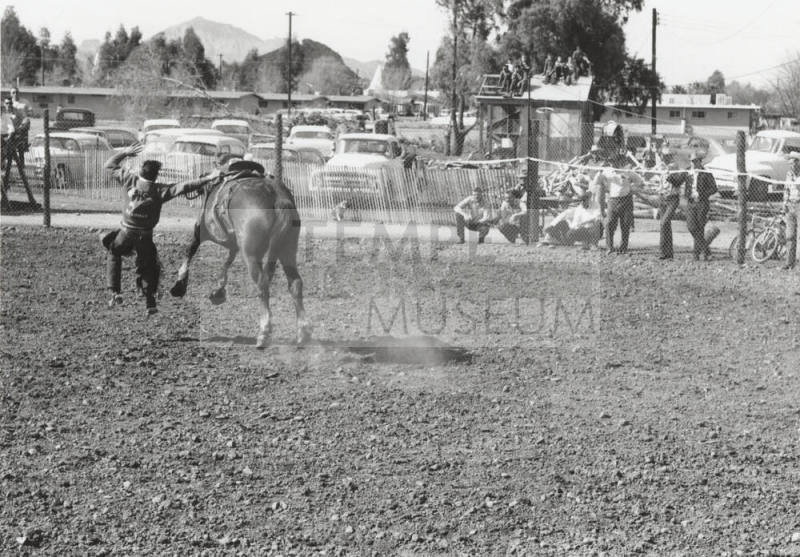 Saddle Bronc Rider Gets Thrown From His Horse at the Rodeo