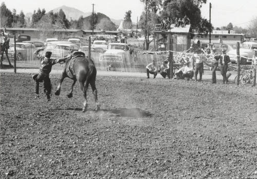 Saddle Bronc Rider Gets Thrown From His Horse at the Rodeo