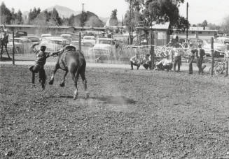 Saddle Bronc Rider Gets Thrown From His Horse at the Rodeo