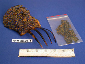 Hair Comb