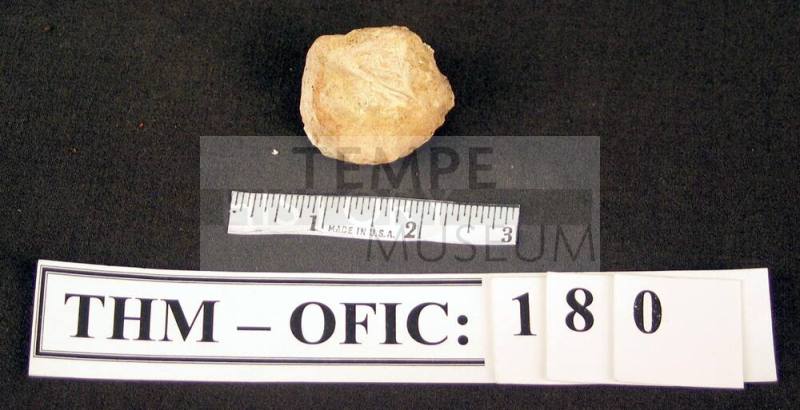 Rock with fossil