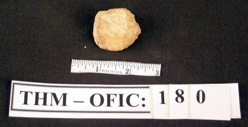 Rock with fossil