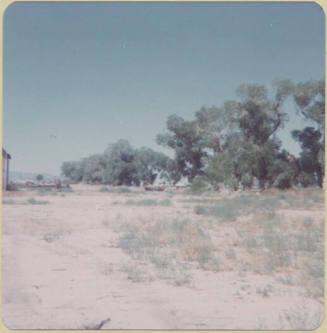 Cottonwood Trees on the North Side of the Cottrell Farm, 1977