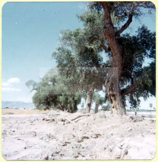 Cottonwood Tree on the North Side of the Cottrell Farm, 1977