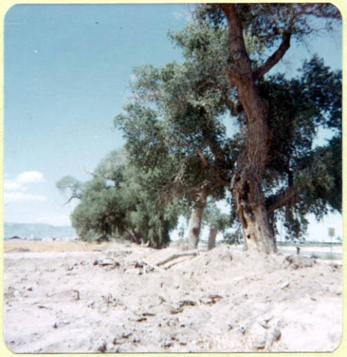 Cottonwood Tree on the North Side of the Cottrell Farm, 1977