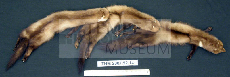 Three-Fox Fur Stole - Irene Benedict