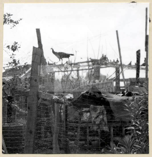 Rural Road Barrio with Bird on a Fence.