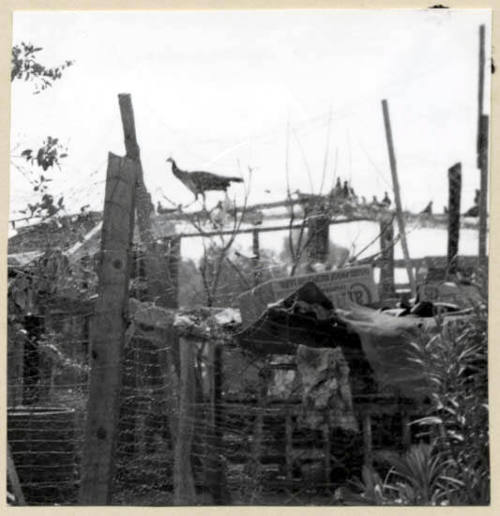 Rural Road Barrio with Bird on a Fence.