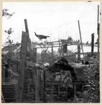 Rural Road Barrio with Bird on a Fence.