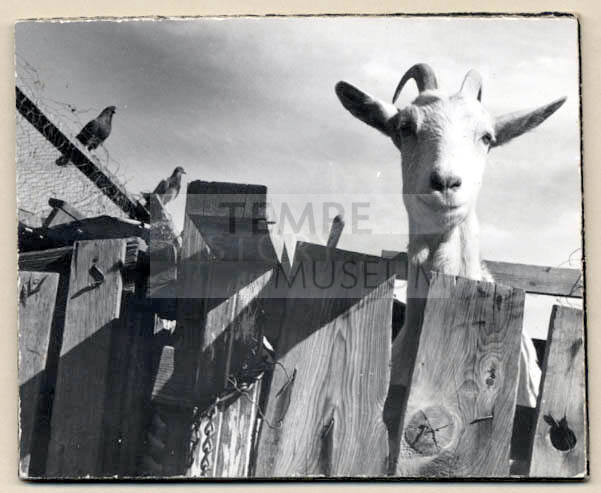 Rural Road Barrio, Goat Looking Over Fence.