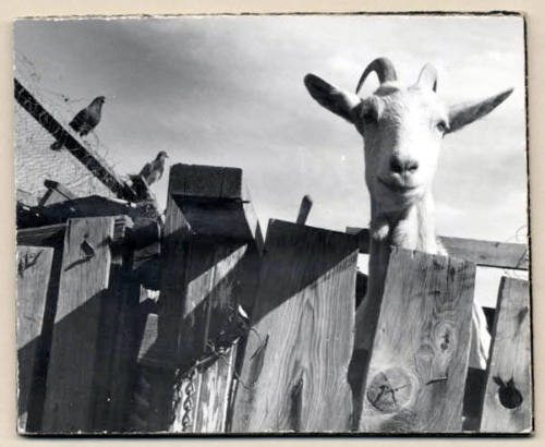 Rural Road Barrio, Goat Looking Over Fence.