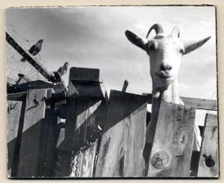 Rural Road Barrio, Goat Looking Over Fence.
