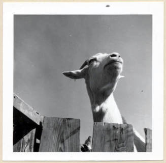 Rural Road Barrio, Goat Looking Over Fence.
