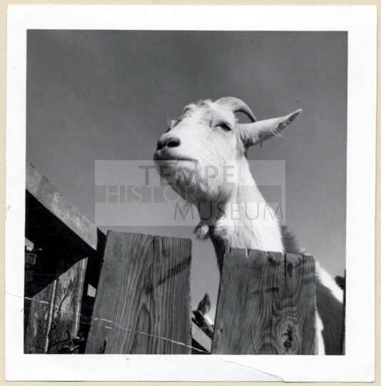 Rural Road Barrio, Goat Looking Over Fence.