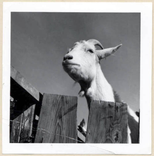 Rural Road Barrio, Goat Looking Over Fence.