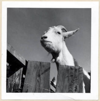 Rural Road Barrio, Goat Looking Over Fence.