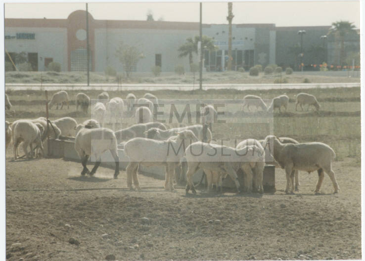 Photograph, Sheep Grazing at the Southwest Corner of Rural and Elliot, May 1990.