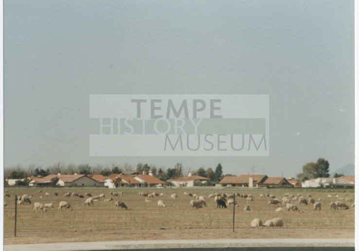 Photograph, Sheep Grazing at the Southwest Corner of Rural and Elliot, May 1990.