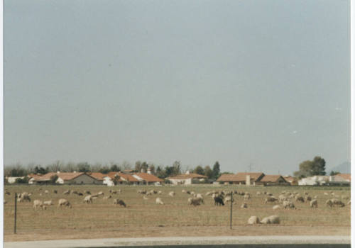 Photograph, Sheep Grazing at the Southwest Corner of Rural and Elliot, May 1990.