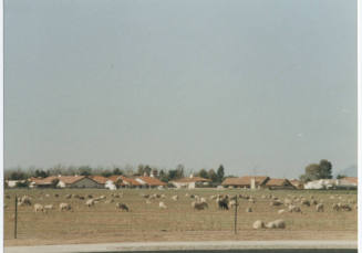 Photograph, Sheep Grazing at the Southwest Corner of Rural and Elliot, May 1990.