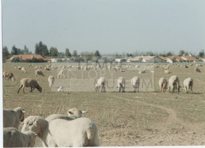 Photograph, Sheep Grazing at the Southwest Corner of Rural and Elliot, May 1990.
