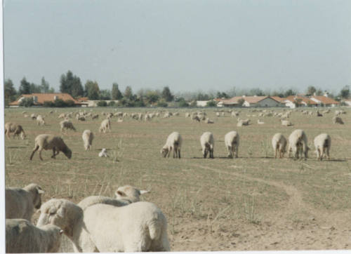 Photograph, Sheep Grazing at the Southwest Corner of Rural and Elliot, May 1990.