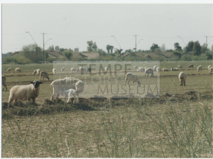Photograph, Sheep Grazing at the Southwest Corner of Rural and Elliot, May 1990.
