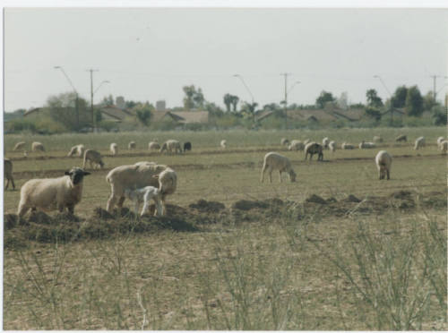 Photograph, Sheep Grazing at the Southwest Corner of Rural and Elliot, May 1990.
