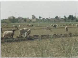 Photograph, Sheep Grazing at the Southwest Corner of Rural and Elliot, May 1990.
