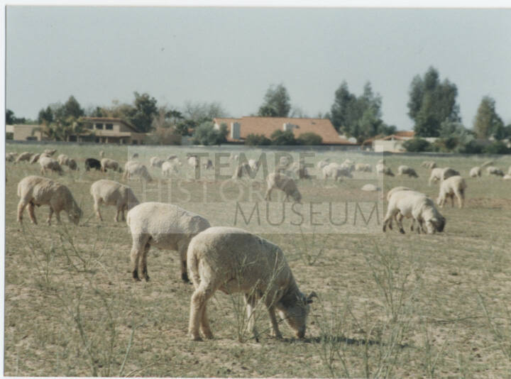 Photograph, Sheep Grazing at the Southwest Corner of Rural and Elliot, May 1990.