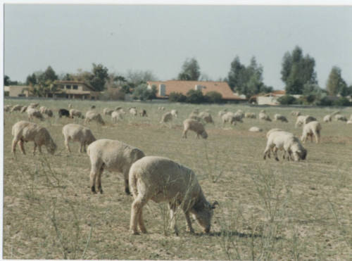 Photograph, Sheep Grazing at the Southwest Corner of Rural and Elliot, May 1990.