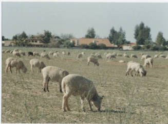 Photograph, Sheep Grazing at the Southwest Corner of Rural and Elliot, May 1990.