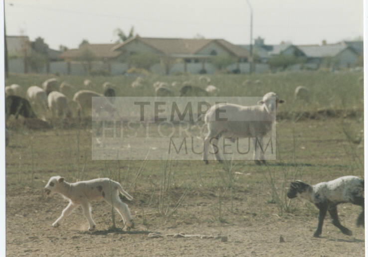 Photograph, Sheep Grazing at the Southwest Corner of Rural and Elliot, May 1990.