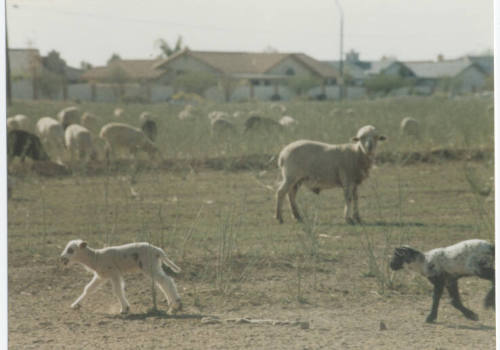 Photograph, Sheep Grazing at the Southwest Corner of Rural and Elliot, May 1990.