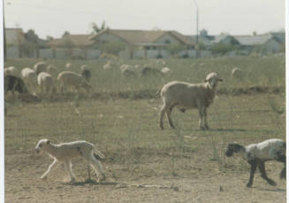 Photograph, Sheep Grazing at the Southwest Corner of Rural and Elliot, May 1990.