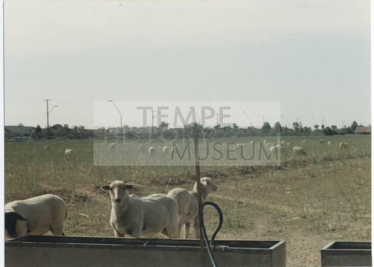 Photograph, Sheep Grazing at the Southwest Corner of Rural and Elliot, May 1990.