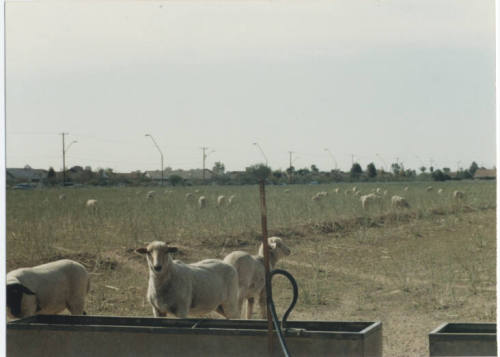 Photograph, Sheep Grazing at the Southwest Corner of Rural and Elliot, May 1990.