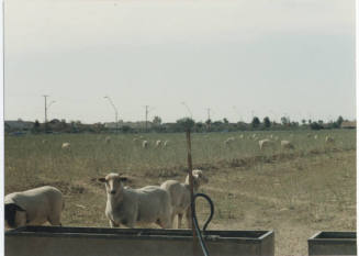 Photograph, Sheep Grazing at the Southwest Corner of Rural and Elliot, May 1990.