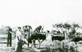 OS-37   Estelle Craig Hackett at an Ostrich Farm