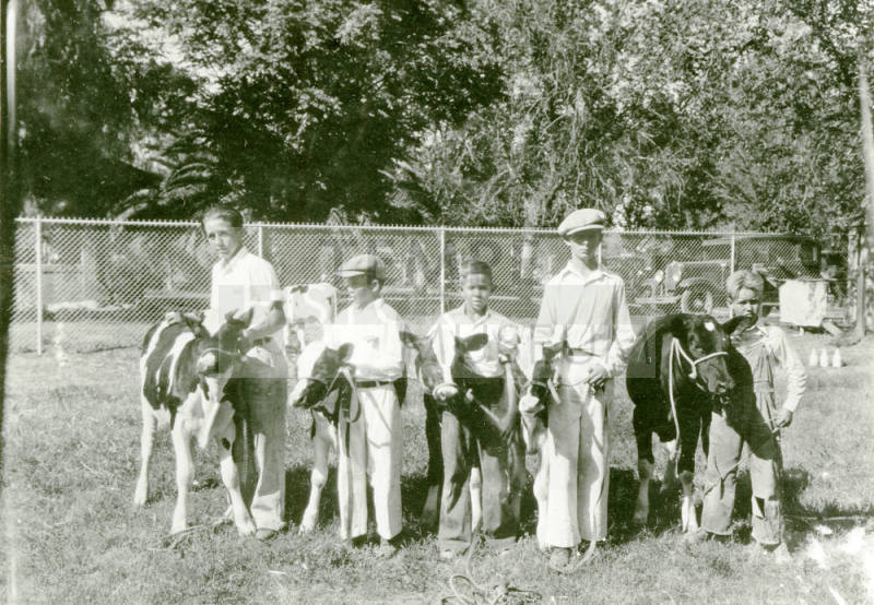 OS-31   Arizona State Teachers College 4-H Fair, boys with cows