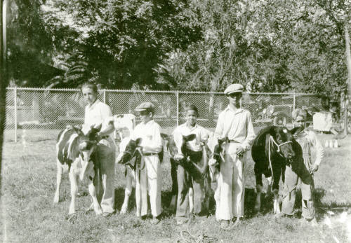 OS-31   Arizona State Teachers College 4-H Fair, boys with cows