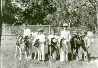 OS-31   Arizona State Teachers College 4-H Fair, boys with cows