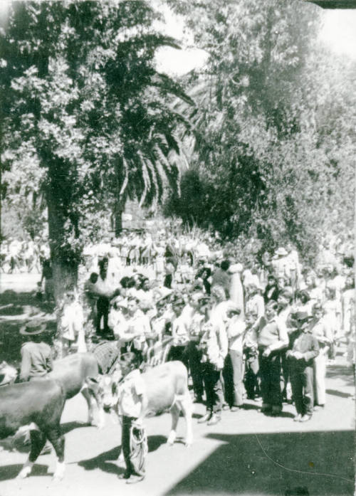 OS-34   AZ State Teachers College Farm: 4-H Fair