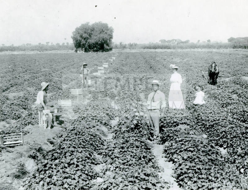 OS-36   Picking Cantaloupes on the McClain Ranch
