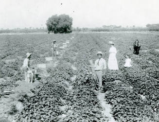OS-36   Picking Cantaloupes on the McClain Ranch