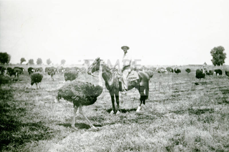 OS-38   Man with Ostriches- Bartlett-Heard Ranch